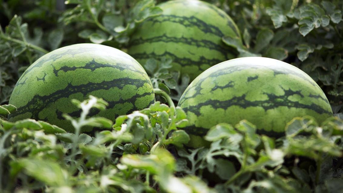 Sandia