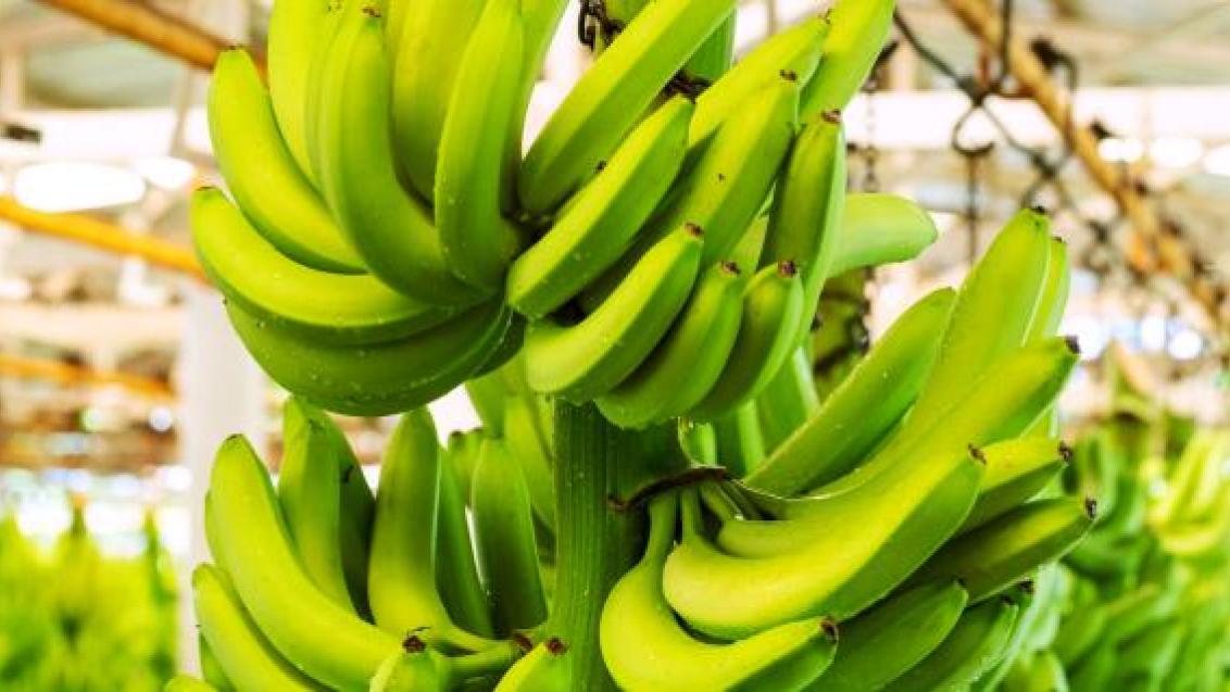 banano.jpg