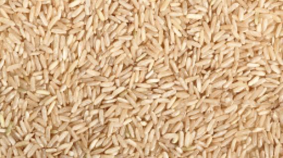 arroz-syngenta.jpg