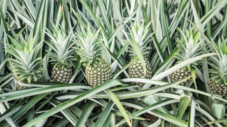 Piña
